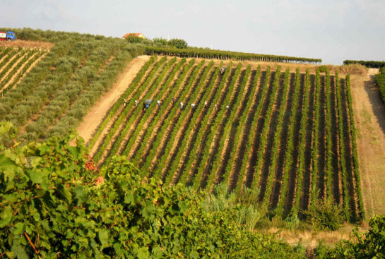 Di Majo Norante, Campomarino
