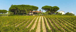 Fattoria di Magliano